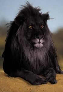 black lion