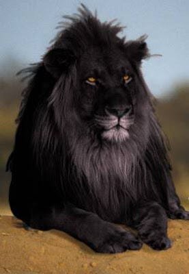 Discovering the Black Lion: A Journey into the Mystique